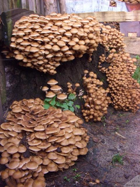 Фотография № 11529