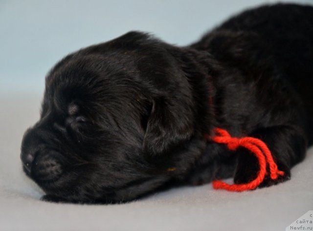 Фотография № 115300