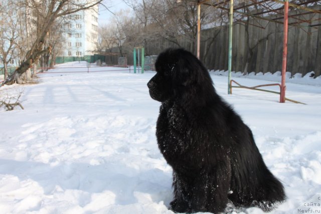Фото: ньюфаундленд Noyri Imperial iz Medvejyego Yara (Нойри Империал из Медвежьего Яра)