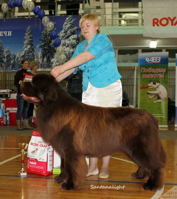Фото: ньюфаундленд Aquatoriya Kelvin Reds Begin and Win (Акватория Келвин Редс Бегин энд Вин), Tat'yana Abutova (Татьяна Абутова)