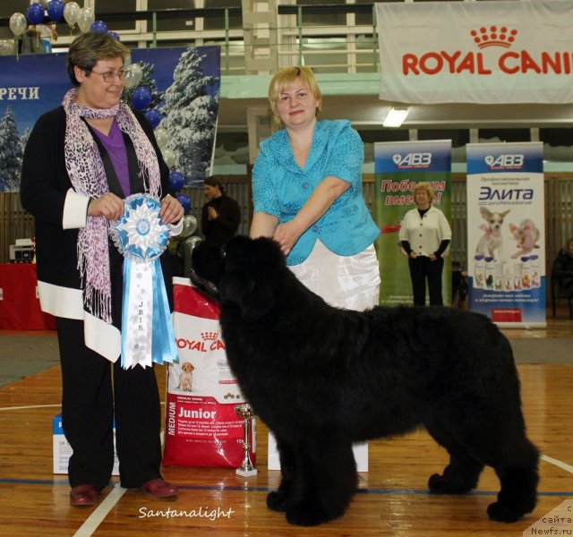 Фото: ньюфаундленд Aquatoriya Kelvin From Siberia at Cayuga (Акватория Келвин Фром Сибириа эт Каюга), Tat'yana Abutova (Татьяна Абутова)