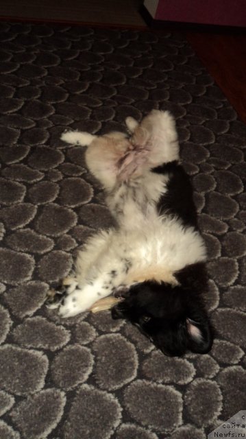 Фото: ньюфаундленд Sent Djons Viva Viktoria (Сент Джонс Вива Виктория)