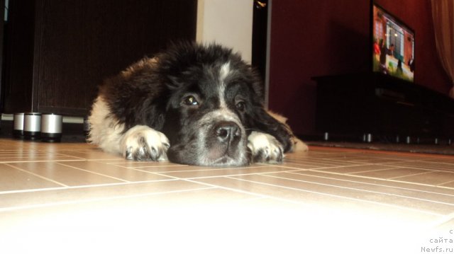 Фото: ньюфаундленд Sent Djons Viva Viktoria (Сент Джонс Вива Виктория)