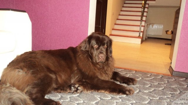 Фото: ньюфаундленд Van Len Taym Jenev'eva (Ван Лен Тайм Женевьева)