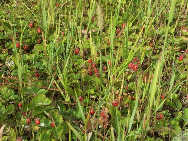 Фотография № 11532