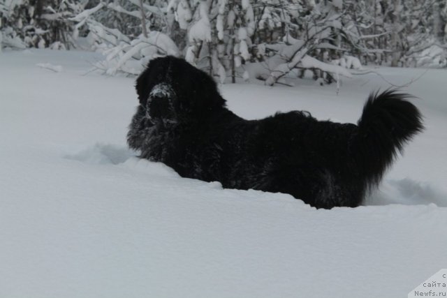 Фотография № 115322