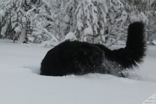 Фотография № 115324