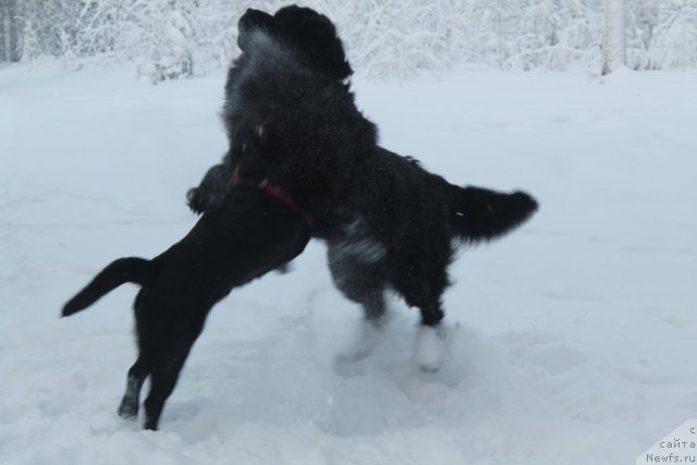 Фотография № 115327