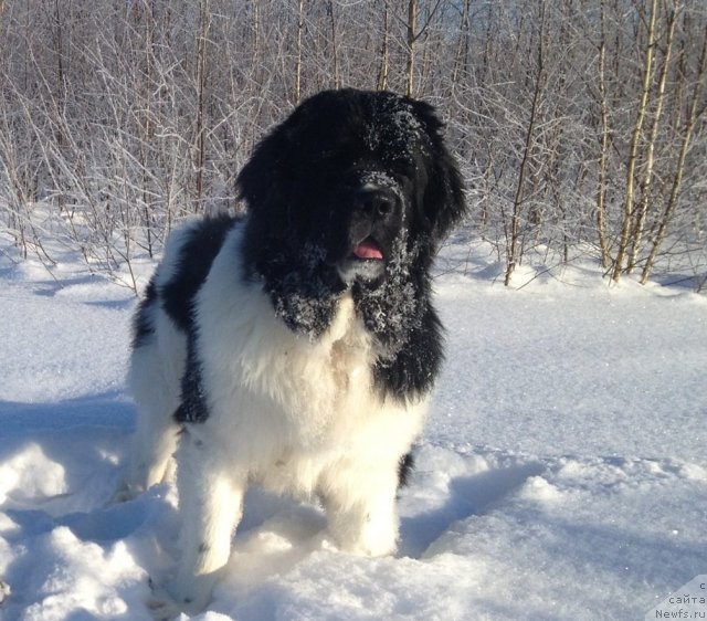 Фото: ньюфаундленд CHinzano Asti ot Sibirskogo Medvedya (Чинзано Асти от Сибирского Медведя)