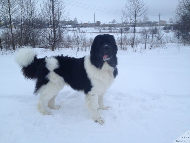 Фото: ньюфаундленд CHinzano Asti ot Sibirskogo Medvedya (Чинзано Асти от Сибирского Медведя)