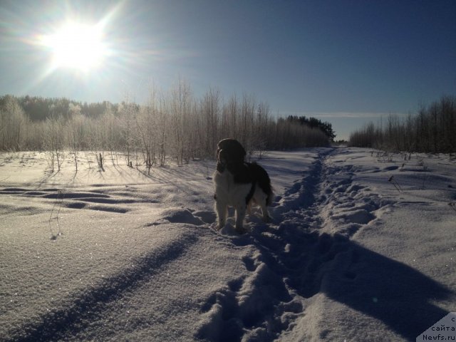 Фото: ньюфаундленд CHinzano Asti ot Sibirskogo Medvedya (Чинзано Асти от Сибирского Медведя)