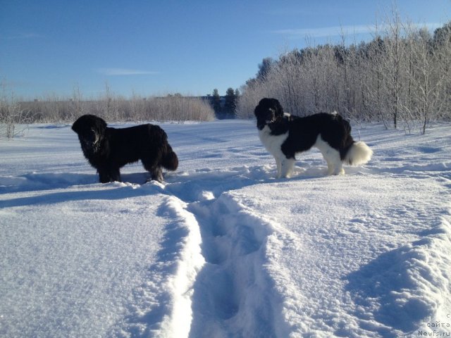 Фото: ньюфаундленд Potap YUniter (Потап Юнитер), ньюфаундленд CHinzano Asti ot Sibirskogo Medvedya (Чинзано Асти от Сибирского Медведя)