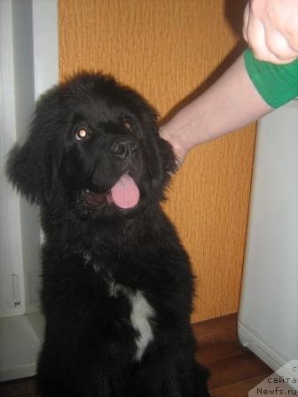 Фото: ньюфаундленд Super Premium Metel' (Супер Премиум Метель)