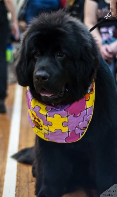 Фото: ньюфаундленд Bi Perfekt Almaz (Би Перфект Алмаз)