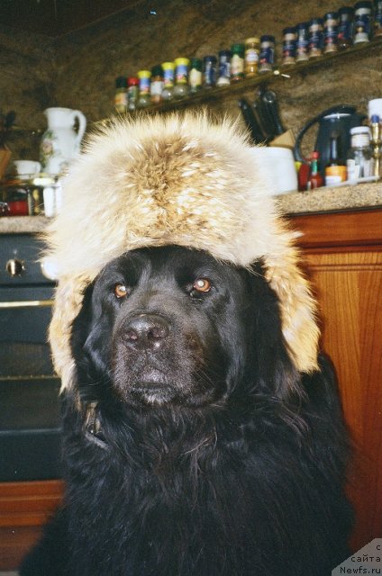 Фото: Black Lady Kranz Portos