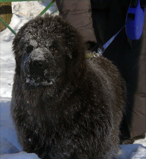 Фото: ньюфаундленд Very Fairweathers Zhade