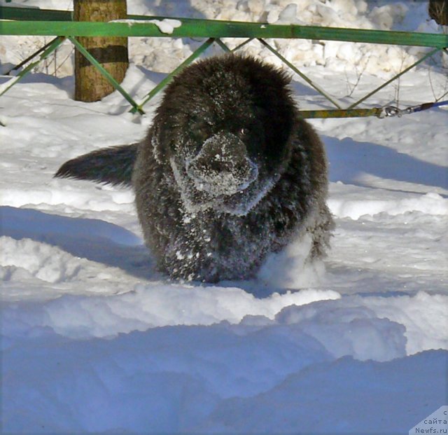 Фото: ньюфаундленд Very Fairweathers Zhade