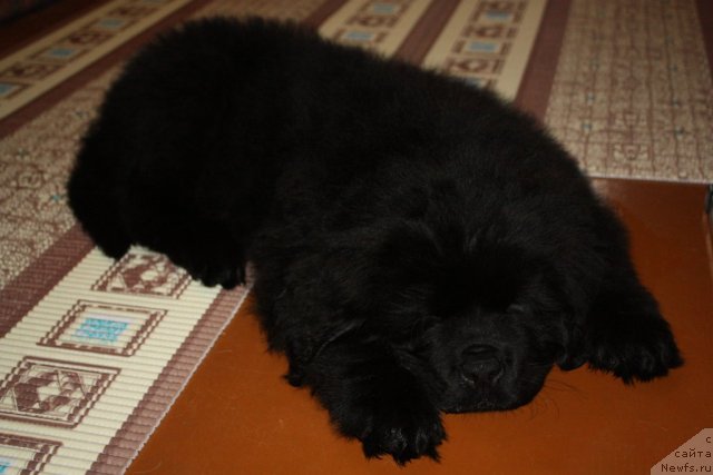 Фотография № 115363