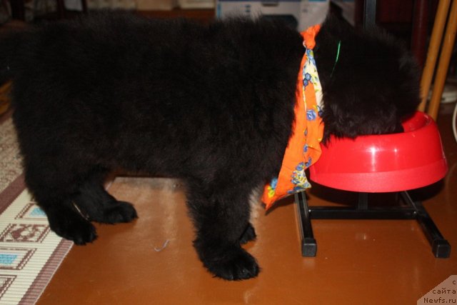 Фотография № 115365