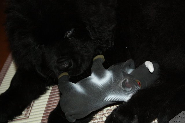 Фотография № 115366