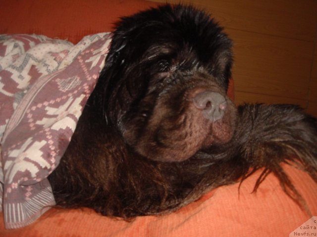 Фото: ньюфаундленд Super Premium Brabus (Супер Премиум Брабус)