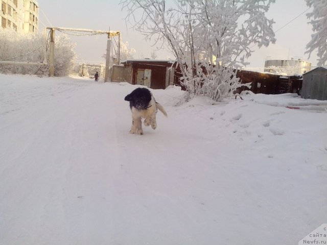 Фото: ньюфаундленд Stepnaya Pal'mira Edinstvennyiy Moy (Степная Пальмира Единственный Мой)