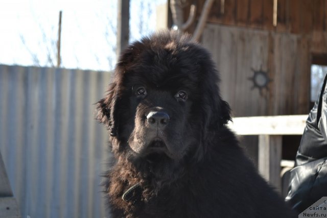 Фото: ньюфаундленд Ocean of Love Midnight Bear