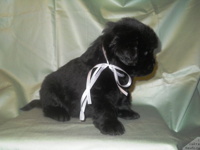 Фото: ньюфаундленд Safari SHamba Klimovna (Сафари Шамба Климовна)