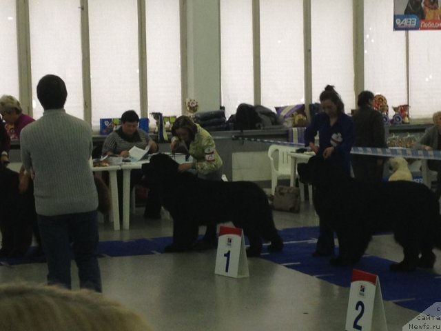 Фото: Ol'ga Koroleva (Ольга Королева), ньюфаундленд Piternyuf Monte Kristo (Питерньюф Монте Кристо)