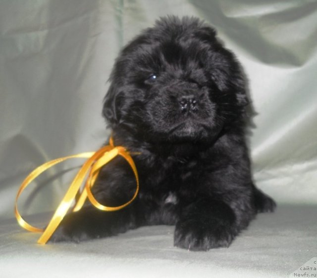 Фото: ньюфаундленд Skazka s Podnojiya Kilimandjaro (Сказка с Подножия Килиманджаро)