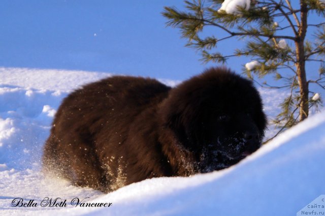 Фотография № 115399