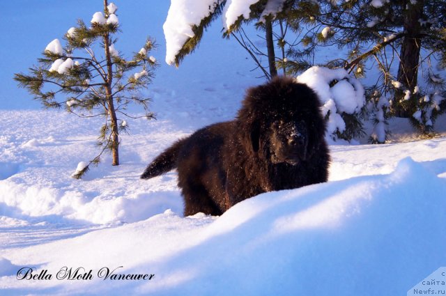 Фотография № 115402