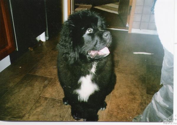 Фото: ньюфаундленд Plyushevaya Panda Ingiborg (Плюшевая Панда Ингиборг)