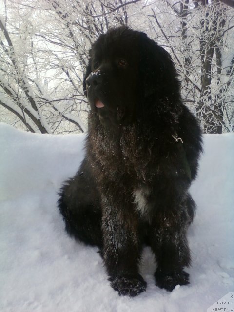 Фотография № 115415