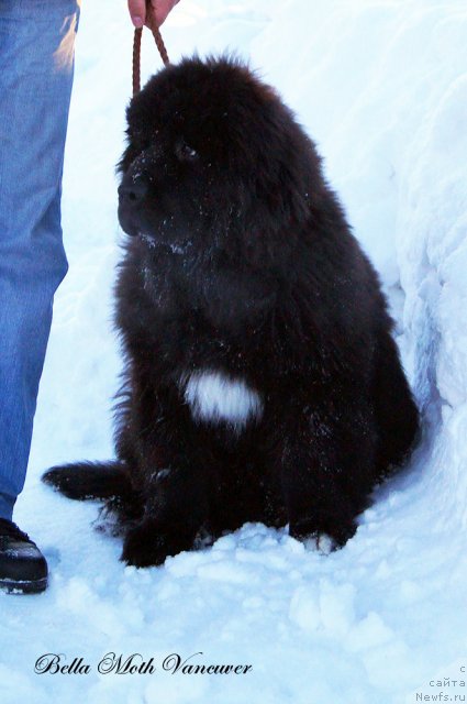 Фотография № 115418