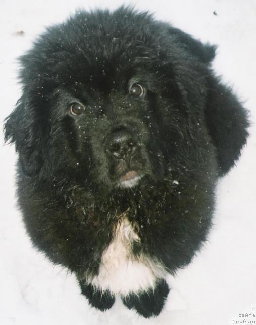 Фото: ньюфаундленд Plyushevaya Panda Ingiborg (Плюшевая Панда Ингиборг)