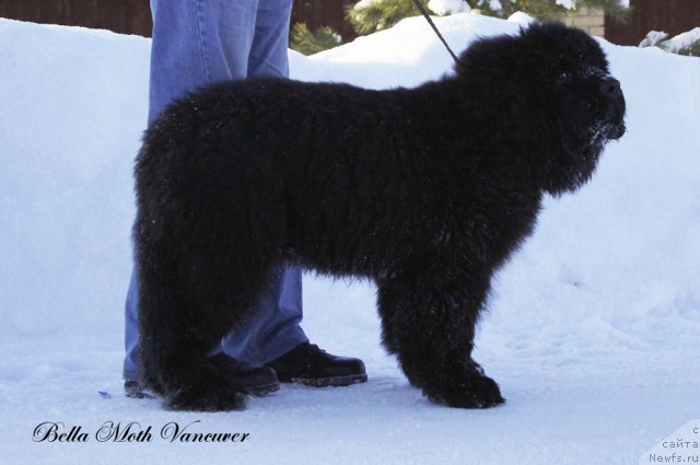 Фото: ньюфаундленд Byella Moss Vankuver (Бэлла Мосс Ванкувер)
