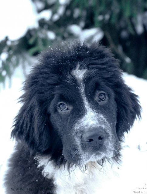 Фото: ньюфаундленд Sent Djons Viva Viktoria (Сент Джонс Вива Виктория)