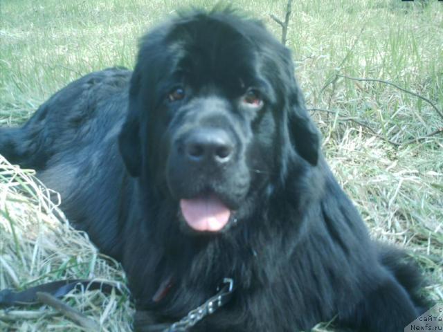 Фото: ньюфаундленд Malina Sladkaya ot Sibirskogo Medvedja (Малина Сладкая от Сибирского Медведя)