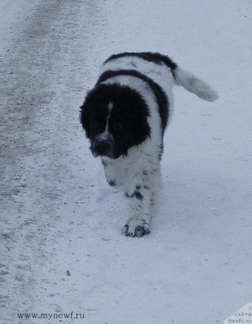 Фото: ньюфаундленд Sent Djons Viva Viktoria (Сент Джонс Вива Виктория)