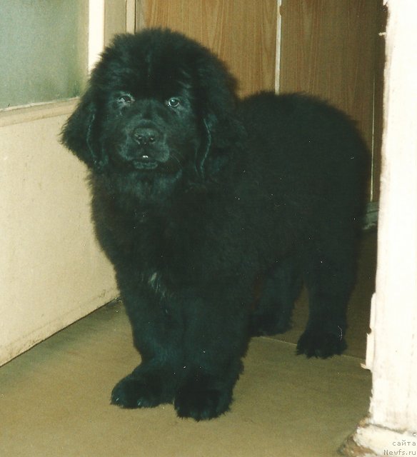 Фото: ньюфаундленд Sent Djons Dora (Сент Джонс Дора)