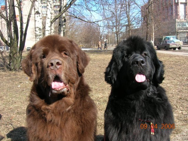 Фото: ньюфаундленд Smigar Afanasiy (Смигар Афанасий), ньюфаундленд Sent Djons Dora (Сент Джонс Дора)