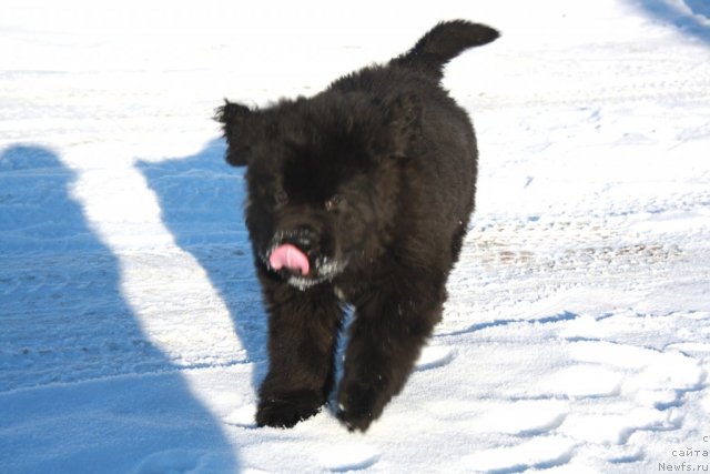 Фото: ньюфаундленд Dark Pride Valentino (Дак Прайд Валентино)