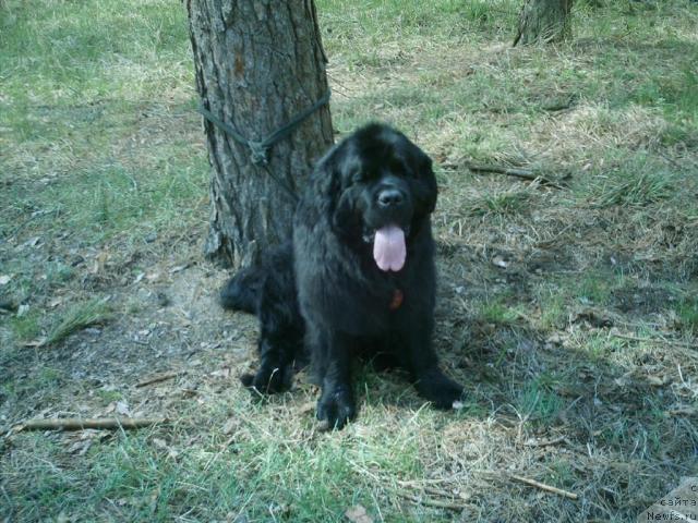 Фото: ньюфаундленд Vays (Вайс)