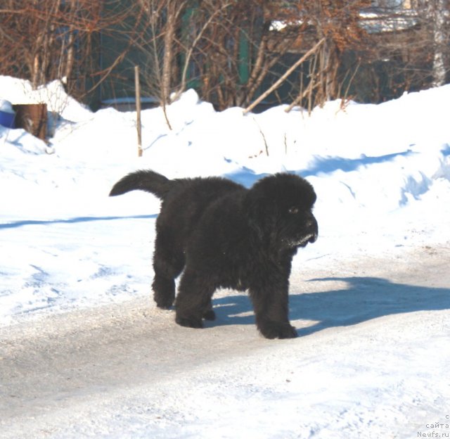 Фотография № 115440