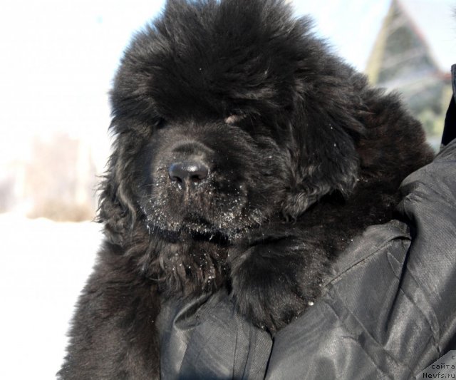 Фотография № 115443