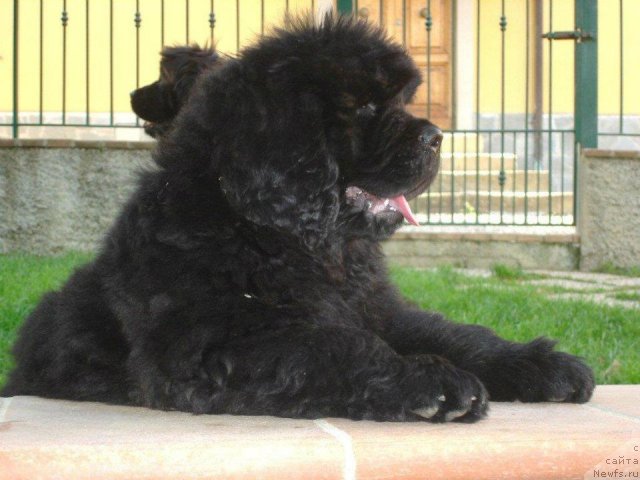 Фото: ньюфаундленд Numas First President at Thickish