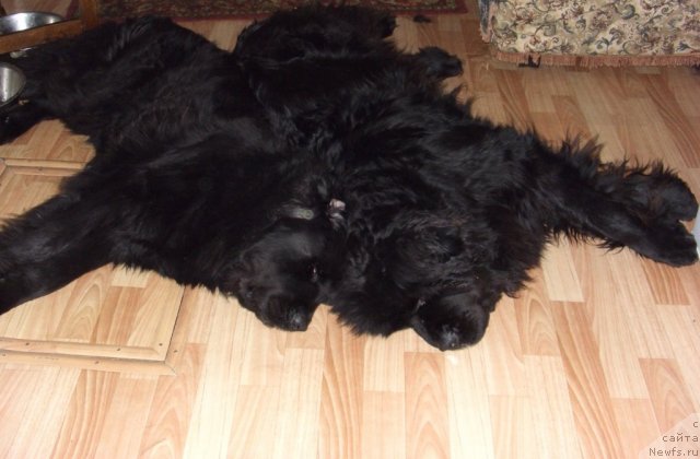 Фото: ньюфаундленд Akin Soul Sofiya (Акин Соул София), ньюфаундленд Lesnaya Skazka Lunnaya Sonata (Лесная Сказка Лунная Соната)