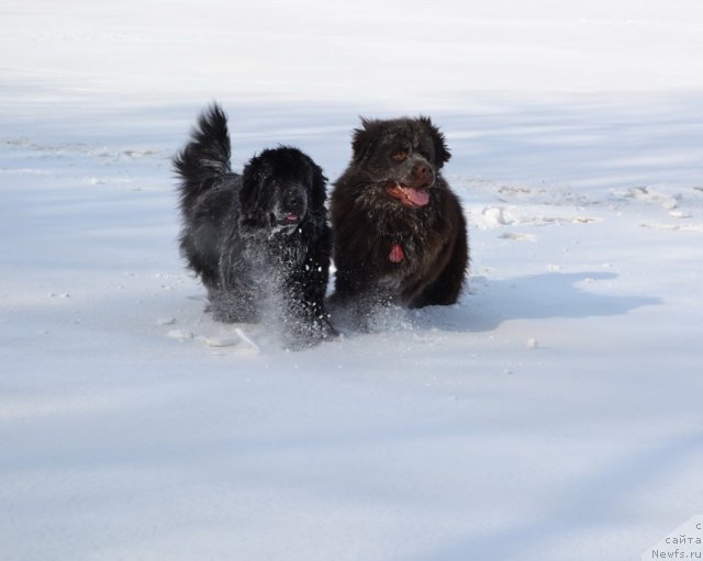 Фото: ньюфаундленд I'm Little Princess Midnight Bear, ньюфаундленд Aquatoriya Kelvin Riverdance (Акватория Келвин Риверданс)