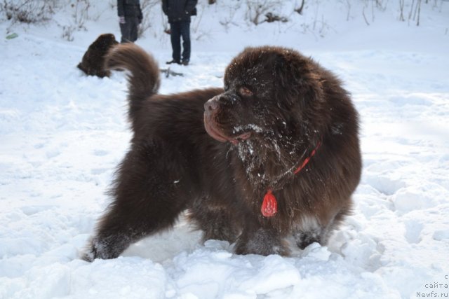 Фото: ньюфаундленд Aquatoriya Kelvin Riverdance (Акватория Келвин Риверданс)